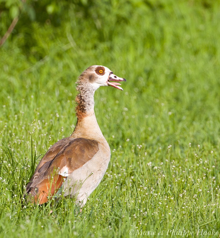 Ouette 2931_wm.jpg - Ouette d'Égypte sauvage, Alopochen aegyptiaca, wild Egyptian Goose, sur le Rhin (Alsace, France, avril 2011)